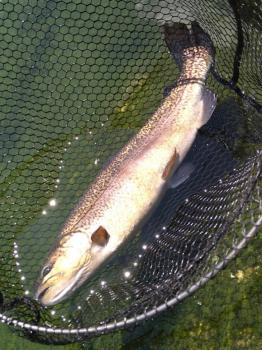 フィッシング サンクチュアリ 釣果