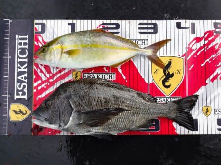 栄丸 釣果