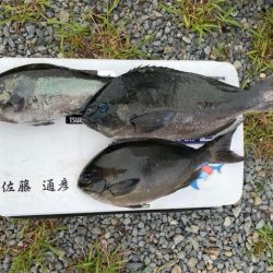 千津丸 釣果