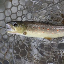 平谷湖フィッシングスポット 釣果