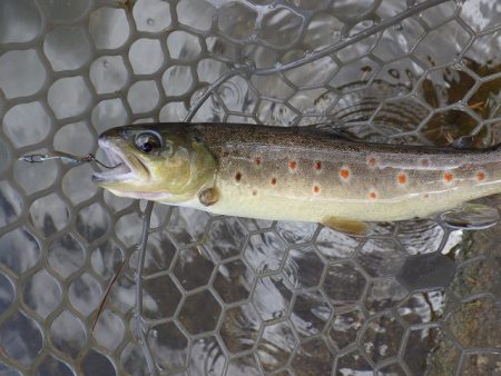 平谷湖フィッシングスポット 釣果