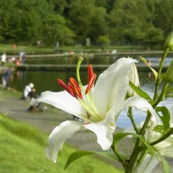 平谷湖フィッシングスポット 釣果
