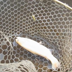 平谷湖フィッシングスポット 釣果