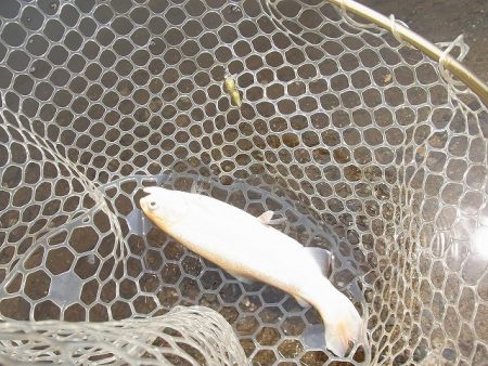 平谷湖フィッシングスポット 釣果