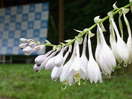 平谷湖フィッシングスポット 釣果