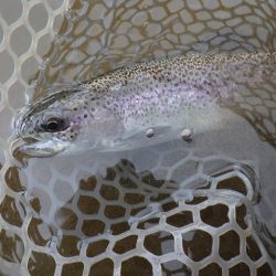 平谷湖フィッシングスポット 釣果