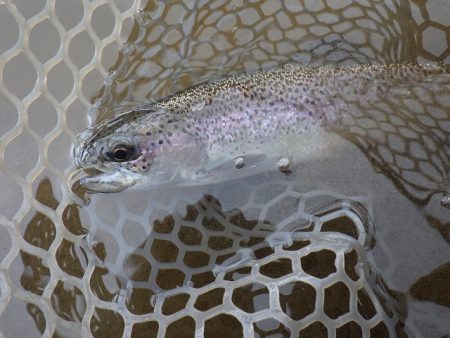 平谷湖フィッシングスポット 釣果