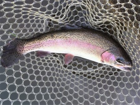 平谷湖フィッシングスポット 釣果