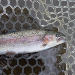 平谷湖フィッシングスポット 釣果