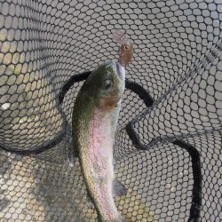 平谷湖フィッシングスポット 釣果