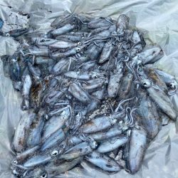 あみや渡船 釣果