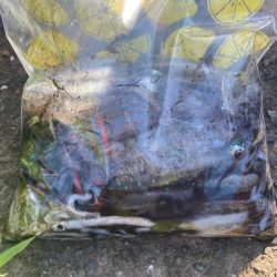 あみや渡船 釣果