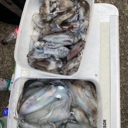 あみや渡船 釣果