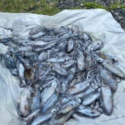 あみや渡船 釣果