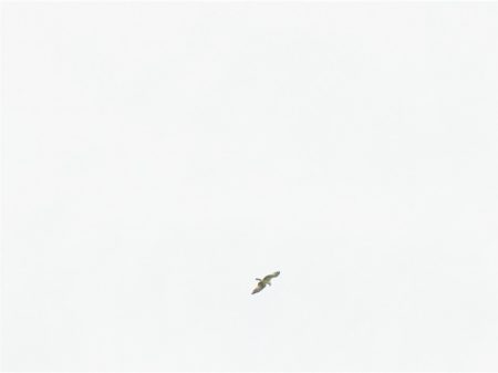 平谷湖フィッシングスポット 釣果