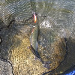 平谷湖フィッシングスポット 釣果