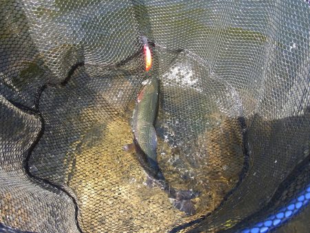 平谷湖フィッシングスポット 釣果