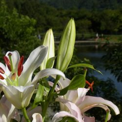 平谷湖フィッシングスポット 釣果