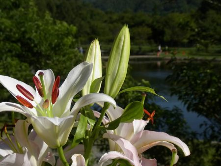 平谷湖フィッシングスポット 釣果