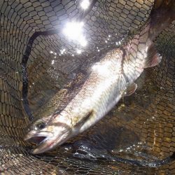 平谷湖フィッシングスポット 釣果