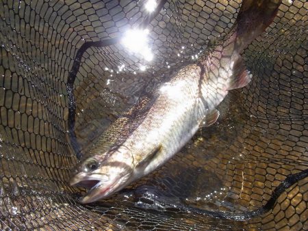 平谷湖フィッシングスポット 釣果