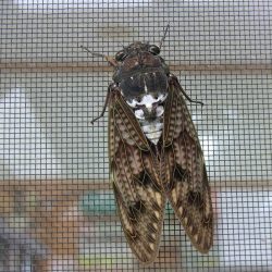 平谷湖フィッシングスポット 釣果