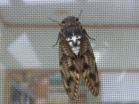 平谷湖フィッシングスポット 釣果