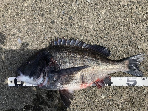 イチノ兄弟、釣果！