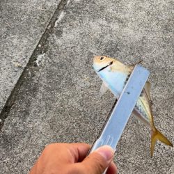 ジグサビキででアジ釣り