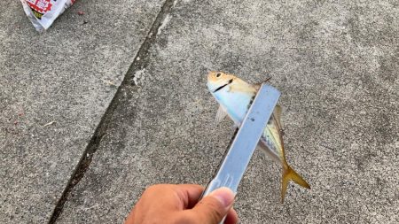 ジグサビキででアジ釣り