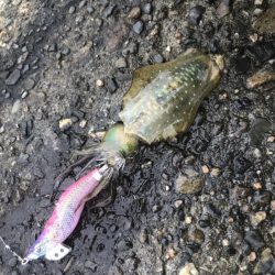 エギング 初つ抜け