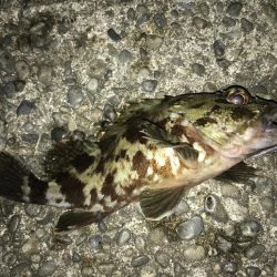 ガッシー狙ってたらタッチー!