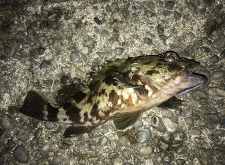 ガッシー狙ってたらタッチー！