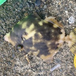 ファミリーフィッシング