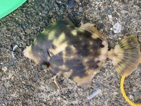 ファミリーフィッシング