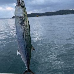 青物釣り