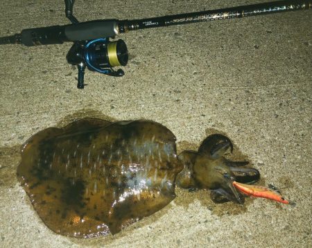 新子調査のはずが…