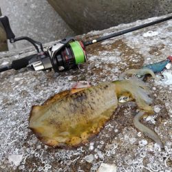 アオリイカ釣り放題！