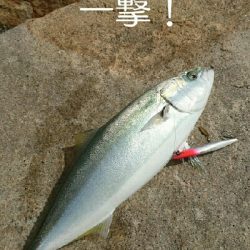 新規開拓成功!良型ハマチGET