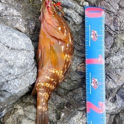 イシガキシーズン到来?