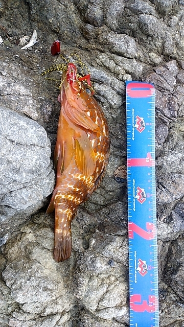 イシガキシーズン到来?