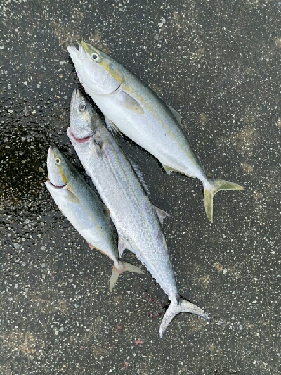 今シーズン初の大物