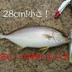 爺さん婆さんが帰って来るまでの釣行>゜)))彡