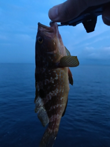 キジハタ、ツバイソ