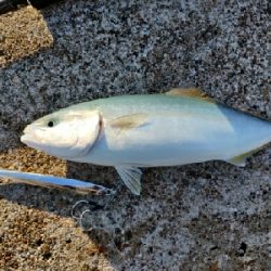 フクラギ、メジマグロ