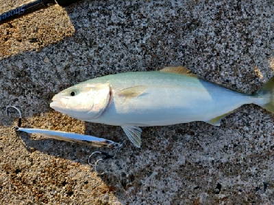 フクラギ、メジマグロ