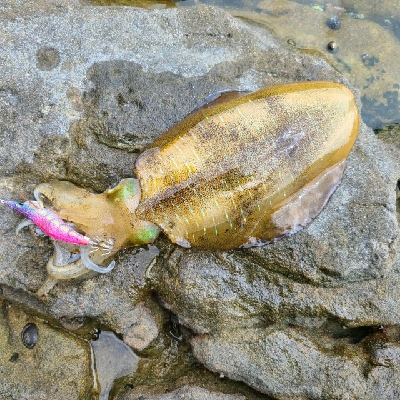 台風後だが行ってみた！