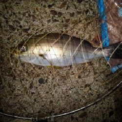 9/19釣果イサキイスズミでかいサメ