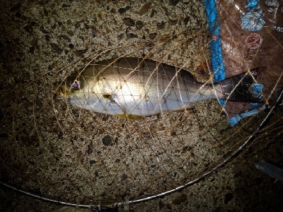 9/19釣果イサキイスズミでかいサメ