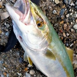 ハマチ45cmぐらい2匹